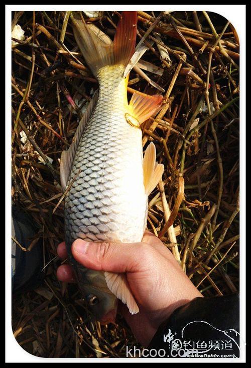 拆迁塘探钓渔获大丰-大鳊鱼大鲤鱼 20250318