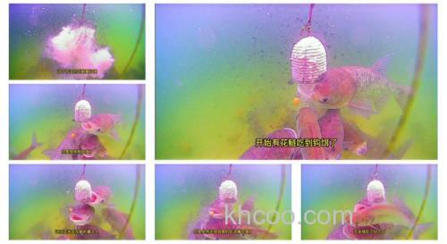 玉米钓花鲢最好方法？