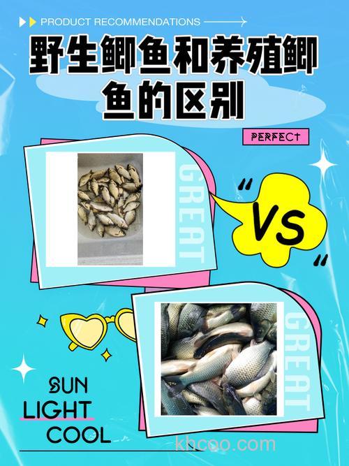 如何辨认鲫鱼是河里的还是鱼塘养的？