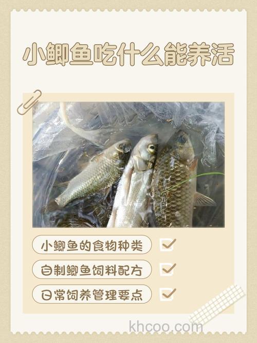 很小的鲫鱼吃什么东西才能长大？