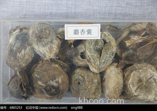 麝香囊贵吗 麝香泡酒好用吗