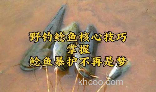 盛夏夜钓鲶鱼的饵料选择和装钩技巧