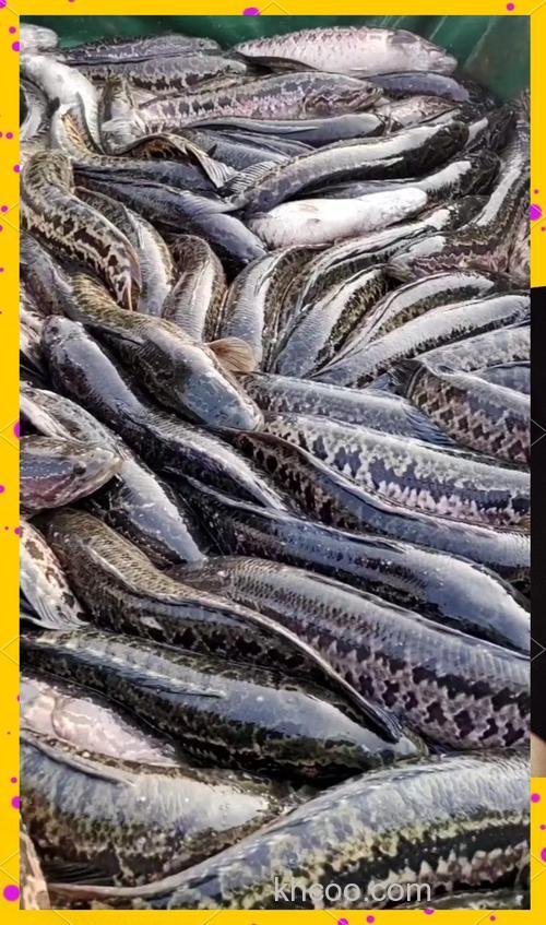 黑鱼饲料喂草鱼行吗？