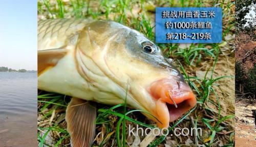 曲香玉米打窝制作？