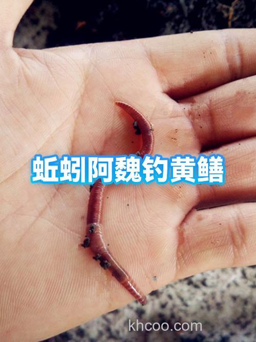 阿魏拌蚯蚓钓鱼配方？