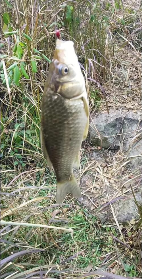 谷麦窝料钓什么鱼？