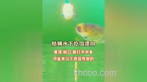 浮钓鲢鳙有明显的顿口甚至黑漂为什么打不着