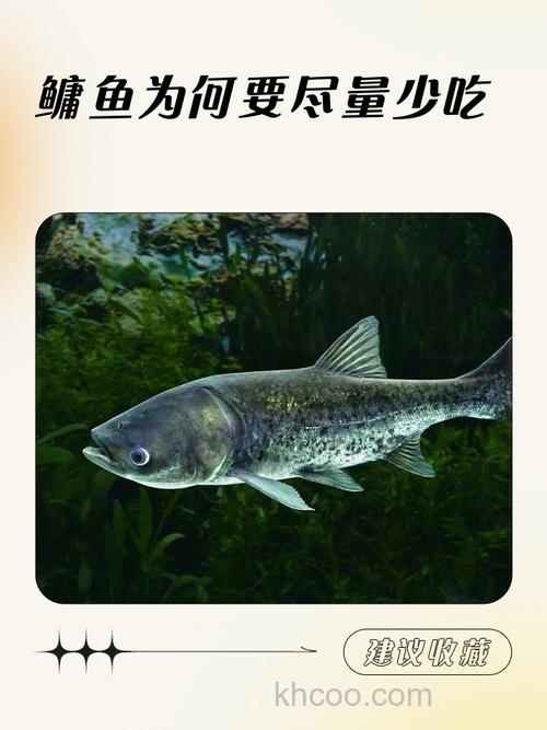 鲢鱼吃不吃玉米，鲢鱼都吃什么？