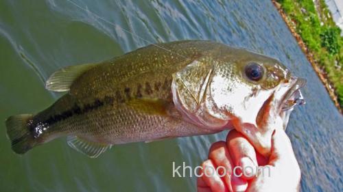 早春时节钓BASS如何选择合适的拟饵