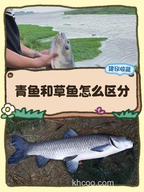 草鱼在河里什么位置？