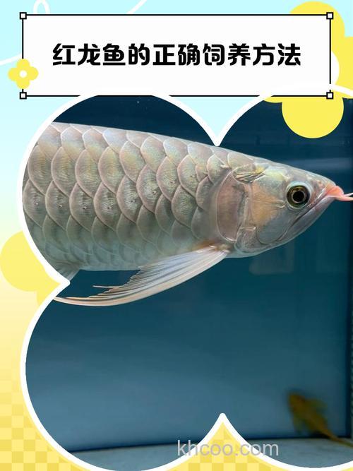 红龙鱼吃什么最有营养?