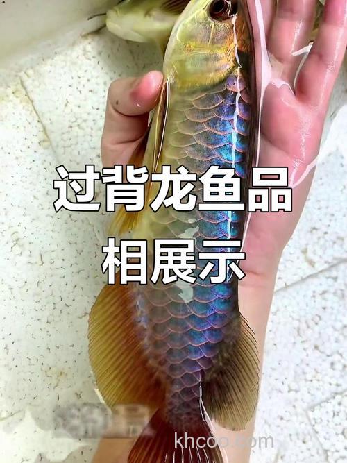 新买10厘米的过背金龙，喂什么好？