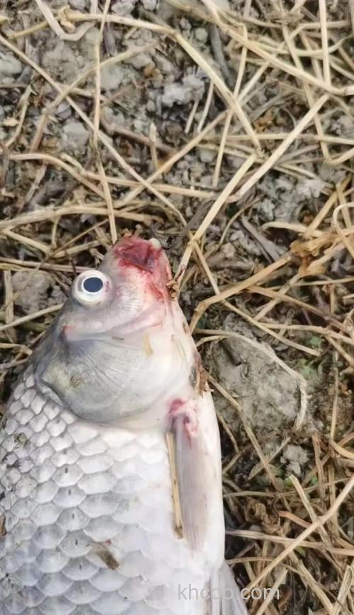 鱼塘养殖的鲫鱼问题？