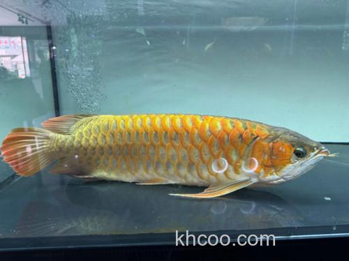 龙鱼吃什么快大