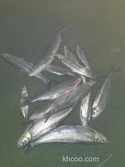 夜晚路亚翘嘴的一些小心得体会