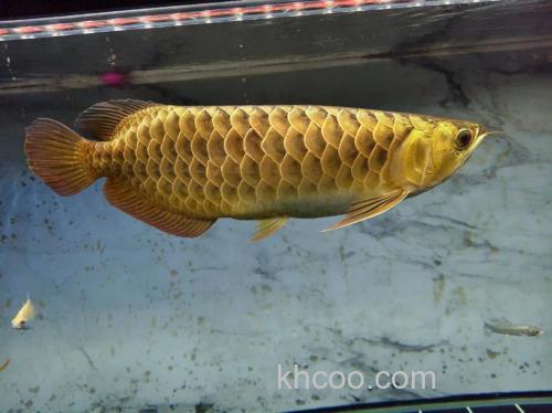 过背金龙鱼好养吗，怎么养