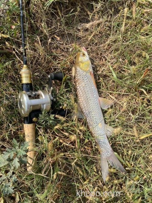 关于赤眼鳟（红眼）的路亚钓法