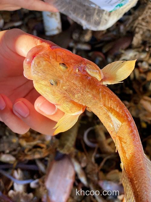 塘沽海河段有什么鱼？