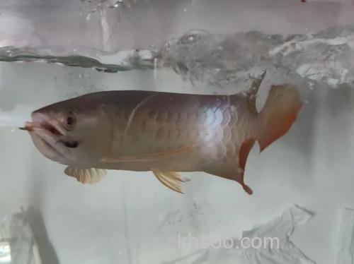 金龙鱼喂什么最好