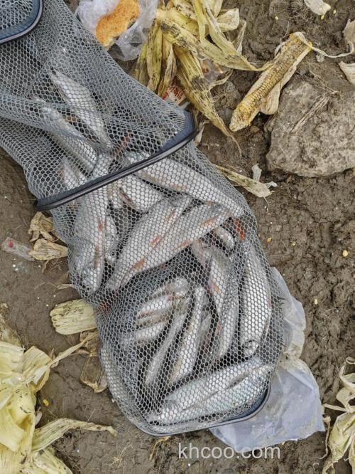 玉米酒糟打窝钓翘嘴可以么？