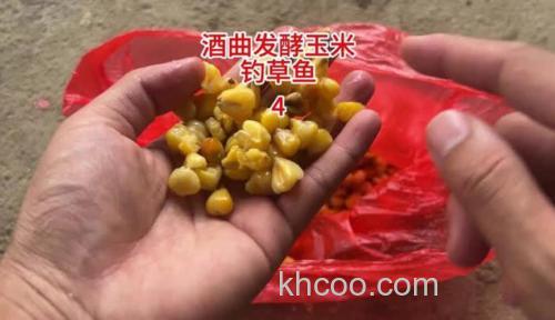 玉米泡白酒钓草鱼怎么样？