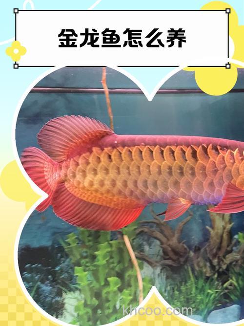 金龙鱼如何饲养,喂何种饲料上色快