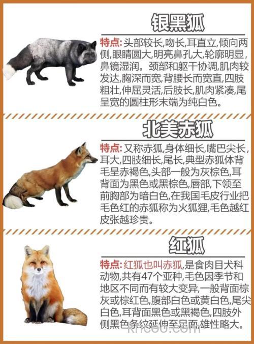 狐狸的尾巴最主要的用途是什么？