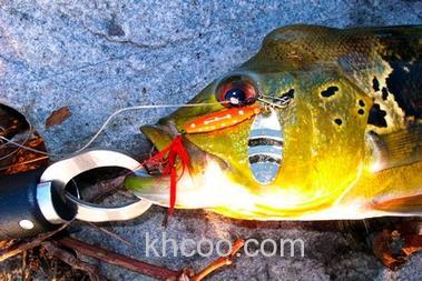 路亚孔雀鲈的小灼见