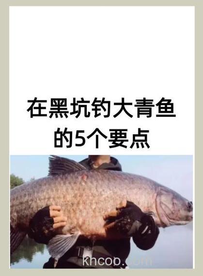 榴莲香精对钓黑坑青鱼有没有效果?