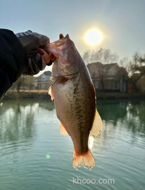 经验补丁：路亚作钓四季的温度与水温对鲈鱼生活的影响