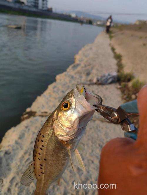 冬季路亚钓海鲈攻略技法