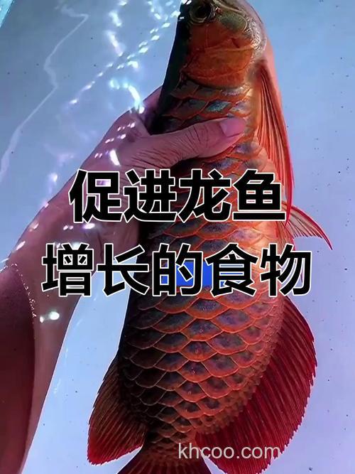 金龙鱼吃什么长的快？