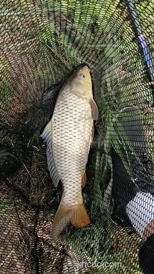 伏天野钓鲤鱼加天元千里香好吗？