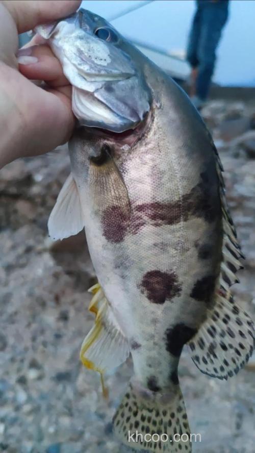 秋迎“贵人”-秋季路亚鳜鱼