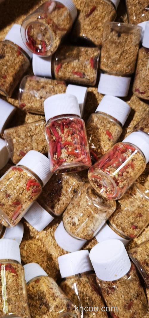 蝇蛆的饵料有哪些？