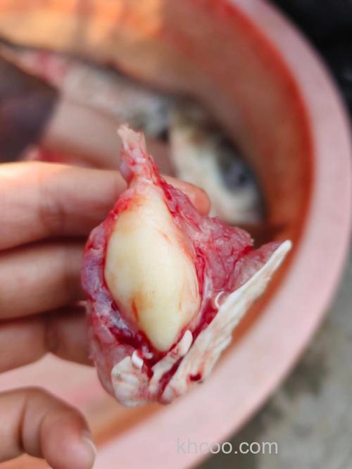 鱼宝真的很值钱吗