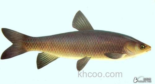 【淡水之旅】路亚青鱼的小经验谈