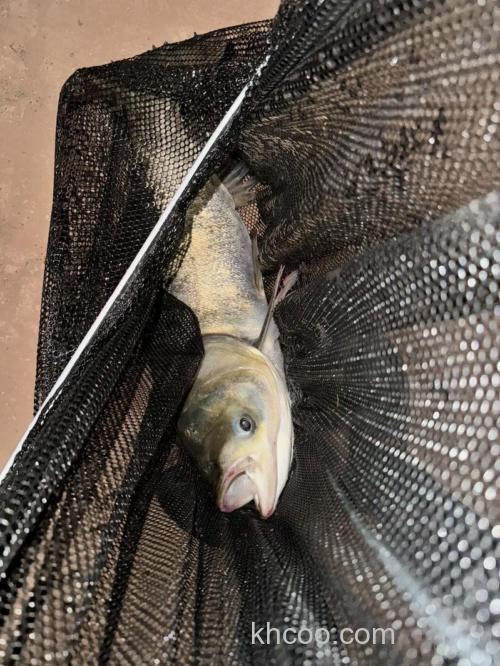 夜钓胡子鲢技巧？