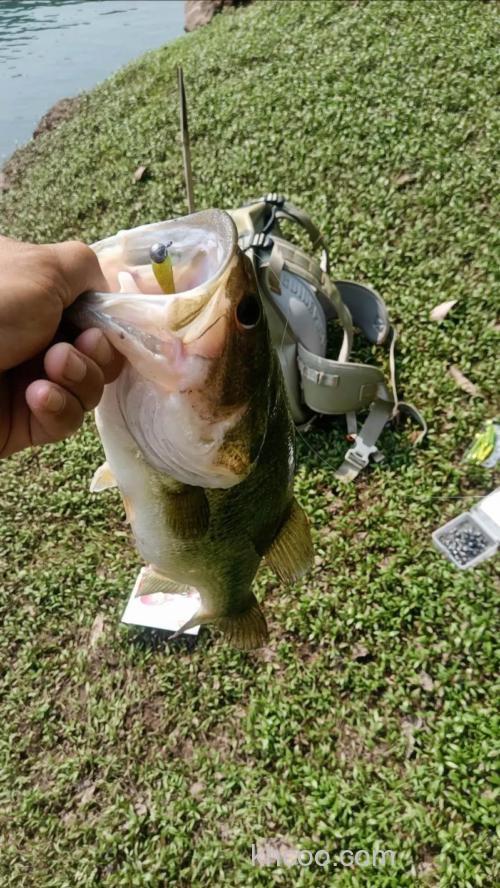 路亚BASS（鲈鱼）作钓浅谈