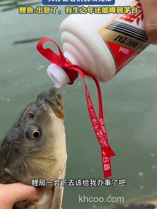 酒糟可以喂鲤鱼吗？