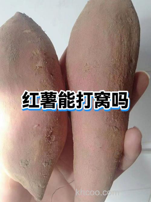 红薯淀粉可以和大米一起泡酒打窝吗？