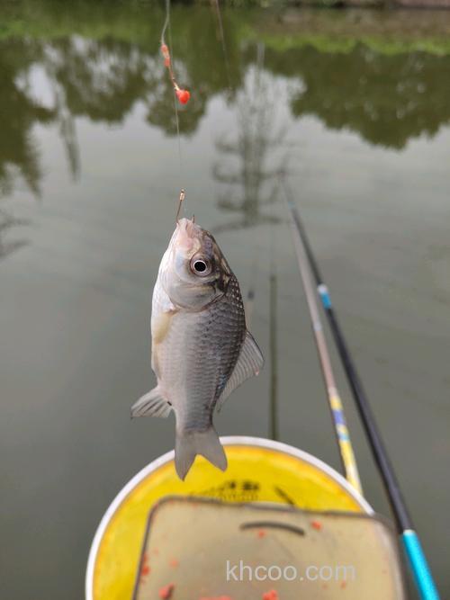 鱼塘为什么只钓到小鲫鱼？