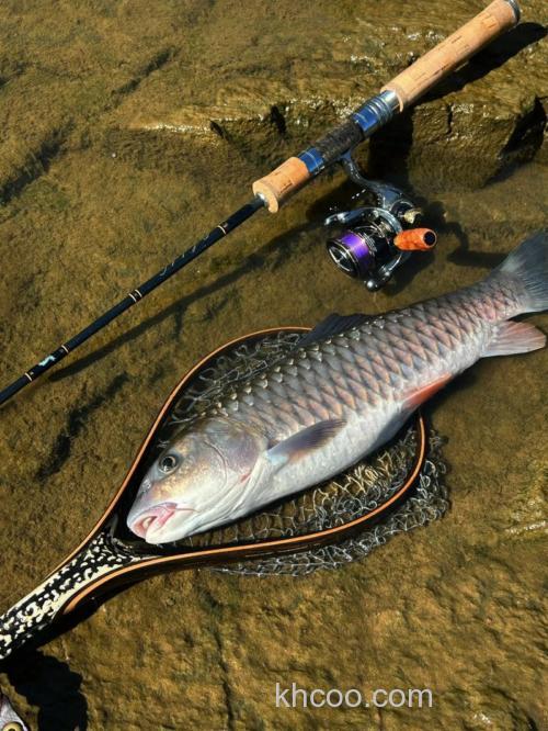 春季游走路亚钓军鱼 军鱼路亚小谈