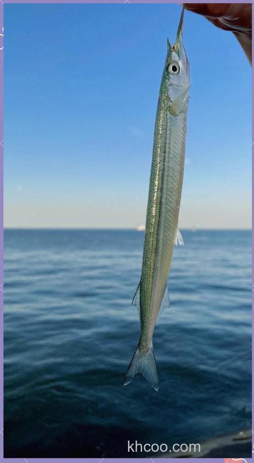 冬季海钓针鱼超有挑战与乐趣，掌握这些要点很关键