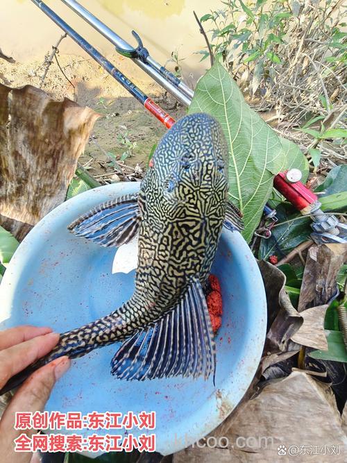 丸九藻元素钓什么鱼？