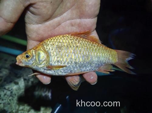 钓鲫鱼粘的红水是什么？