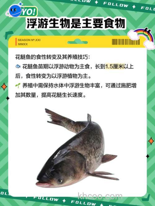 农村花鲢喂什么料长得快？