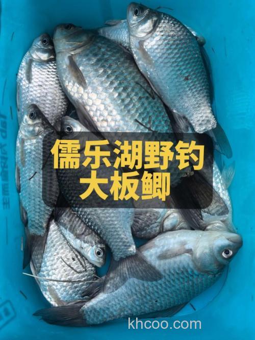 现在这个季节用什么饵料钓大板鲫比交好？