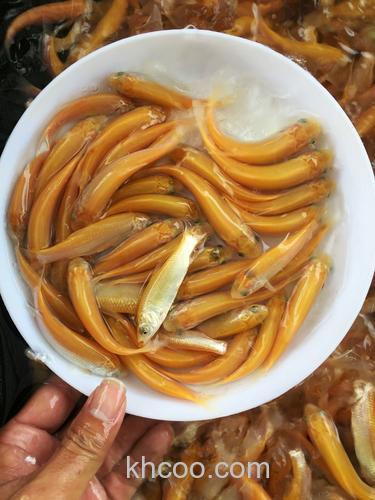 俄罗斯金丝鲩喜欢吃什么饵料？