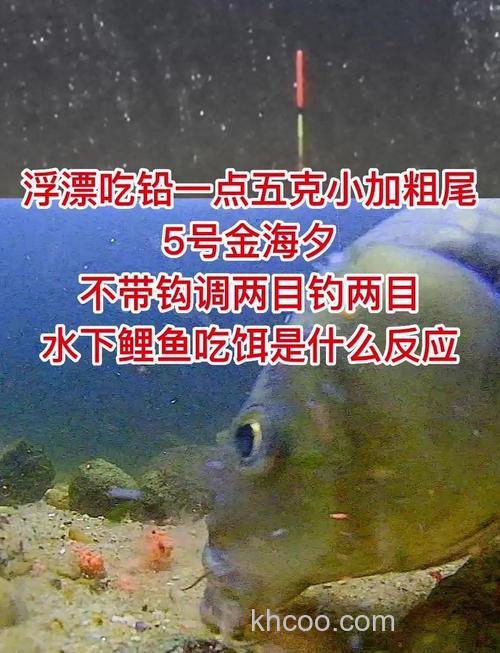 鲤鱼对酸饵有什么反应？